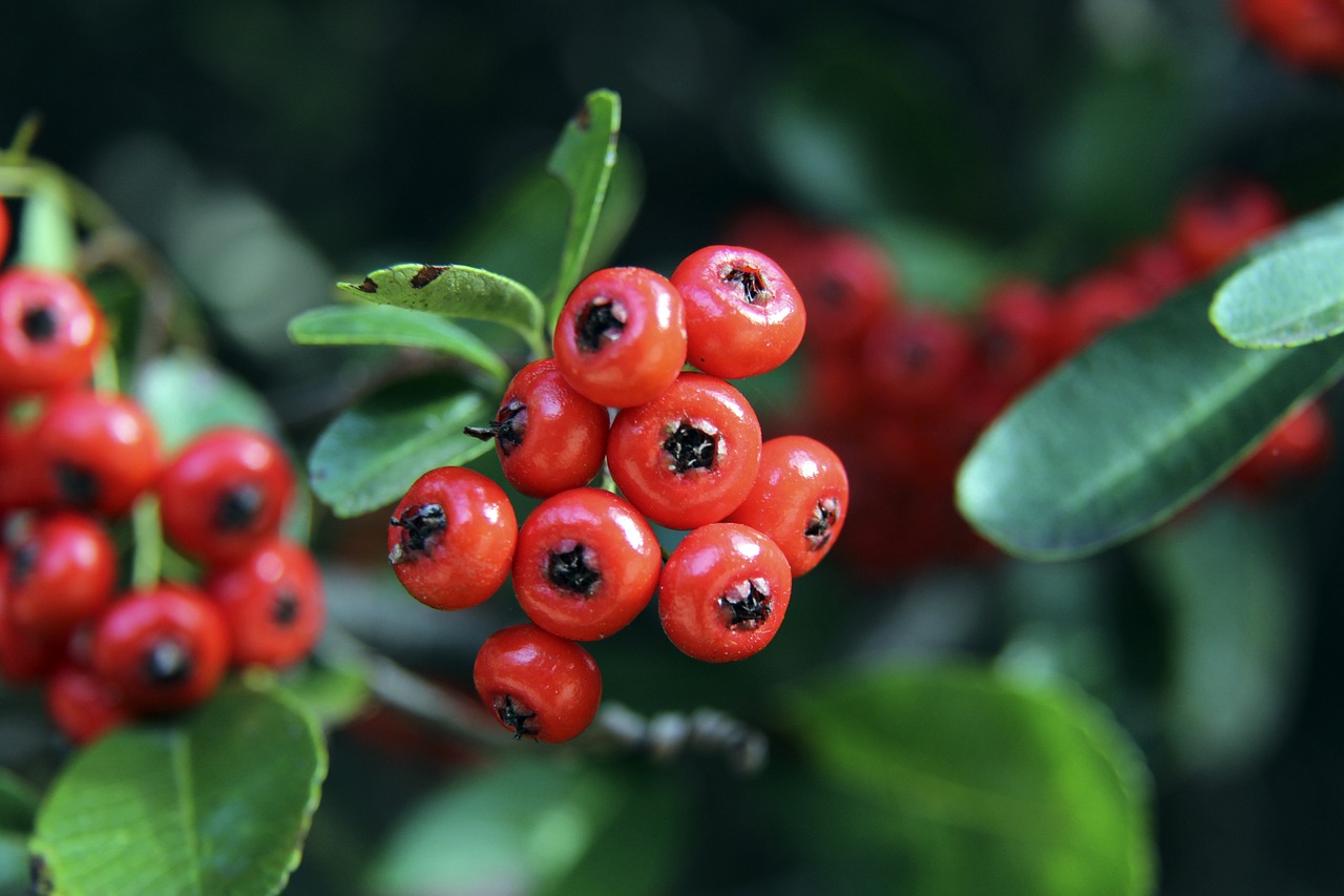 灰熊解雇詹金斯：这是卸磨杀驴还是过河拆桥.