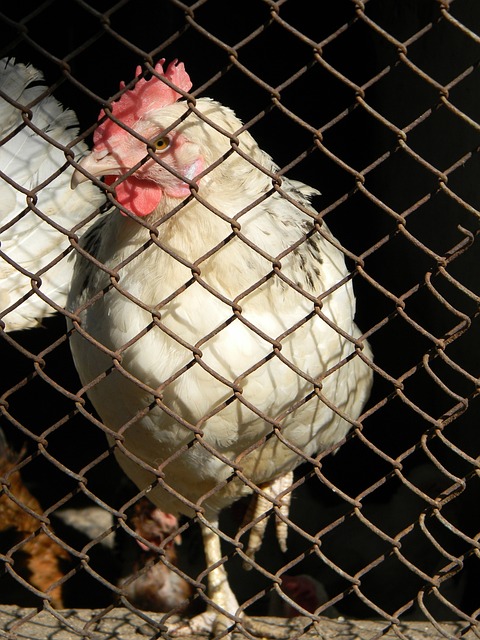 NBA西部排名乱了:勇士升第五,四队争两位置湖人躺赢,太阳4连败.